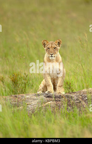 young lion sitting up on a rock in the long green grass in Zimbabwe