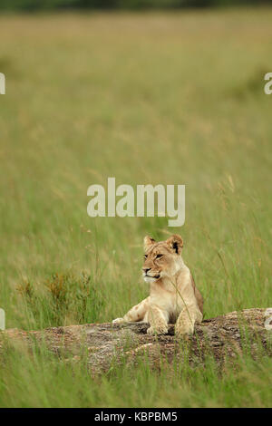 young female lion lying on a rock in tall grass in zimbabwe Stock Photo