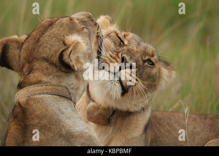 two lionesses with collars cuddling and washing eachother's face in the release pride of antelope park in Zimbabwe Stock Photo