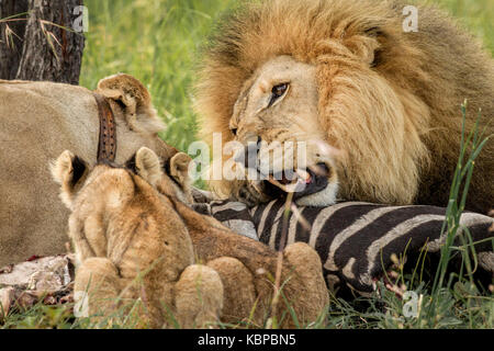 family of african lions (panthera leo) on a dead zebra carcass eating. Male lion with huge mane posessive over kill Stock Photo