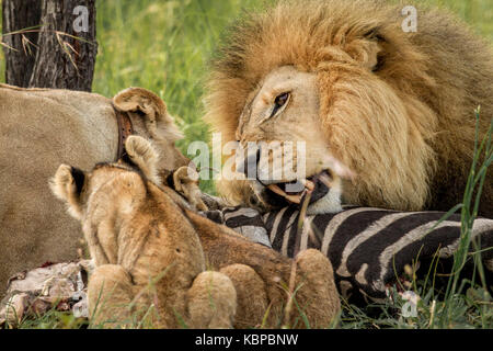 family of african lions (panthera leo) on a dead zebra carcass eating. Male lion with huge mane posessive over kill Stock Photo