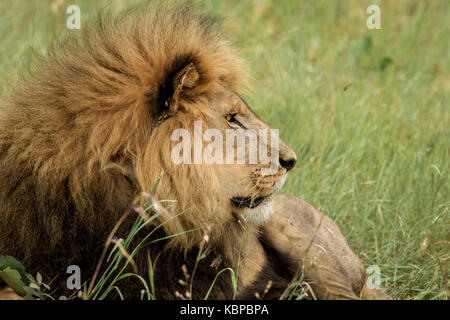 huge male lion lying down in grass while looking intently to the right Stock Photo