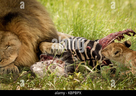 big male lion sleeping with paw on dead zebra carcass while cub is eating the meat in the grass Stock Photo