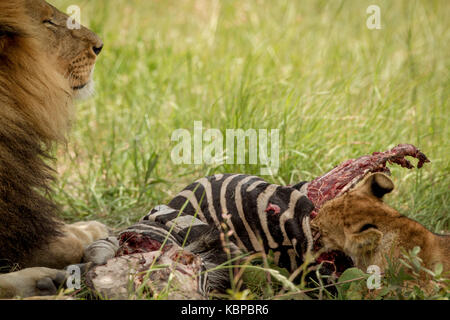 lion cub eating and gorging a zebra carcass with big male lion lying next to it, holding paw on carcass Stock Photo