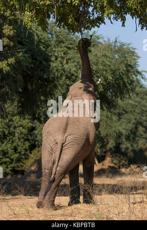 elephant eating seeds and leaves by pulling them off the tree in the zambezi valley in mana pools zimbabwe, view from behind