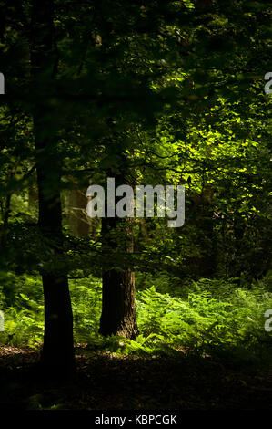 Gosforth Park Nature Reserve Stock Photo