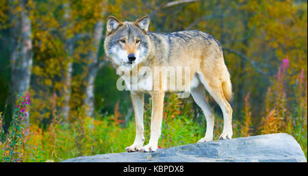 Large male grey wolf standing on a rock in the forest Stock Photo