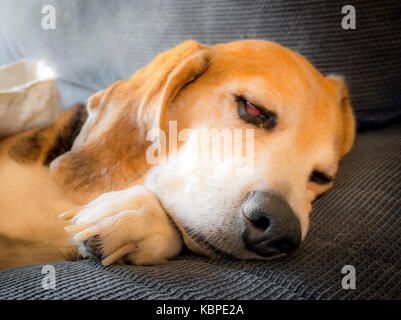 Beagle durmiendo en un sofá. Stock Photo