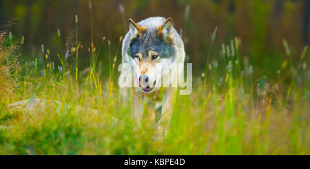 Wild male wolf walking in the grass in the autumn colored forest Stock Photo