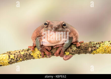 White's tree frog. Also known as the dumpy frog and Australian green tree frog, Litoria caerulea. Sitting on a single branch. Room for copy Stock Photo