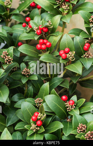 skimmia japonica olympic flame, red berries Stock Photo