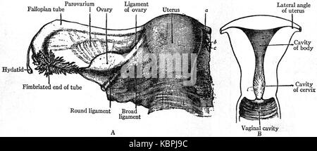 Eb1911 Reproductive System, In Anatomy Rat Embryo Stock Photo - Alamy