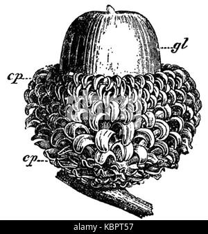 EB1911 Flower   Cupule of Quercus Aegilops Stock Photo