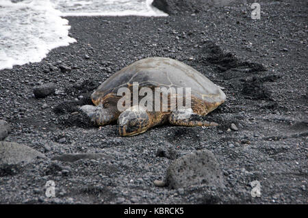 The sea tortoises (Cheloniidae) show in the narrower sense a family within the tortoises., Die Meeresschildkröten (Cheloniidae) stellen im engeren Sin Stock Photo