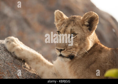 young lion close up on rocks, paw resting on rocks Stock Photo