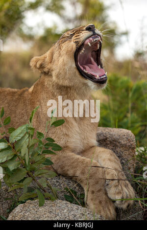 young lion yawning, lying on rocks Stock Photo