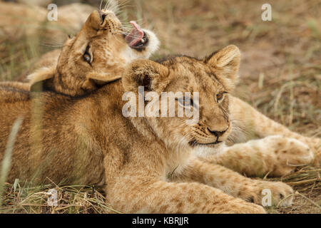 2 lion cubs playing fighting and biting Stock Photo