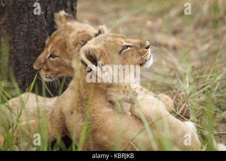 2 lion cubs playing fighting and biting Stock Photo