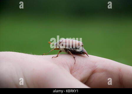 Big bug walking on human's hand Stock Photo - Alamy