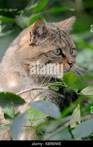 European Wildcat / (Felis silvestris silvestris)  | Europaeische Wildkatze / (Felis silvestris silvestris) Stock Photo