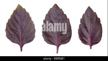 red basil leaves path isolated Stock Photo
