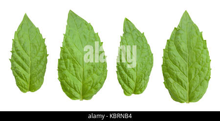 mint leaves path isolated Stock Photo