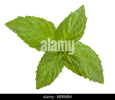 mint leaves path isolated Stock Photo