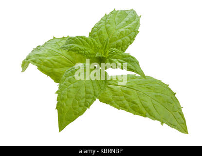 mint leaves path isolated Stock Photo