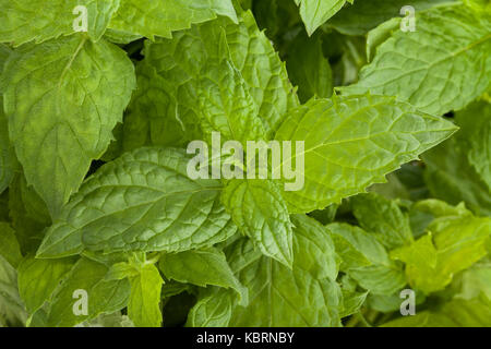 mint leaves macro closeup Stock Photo