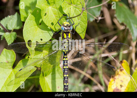 Southern hawker dragon fly resting on vegetetion along a canal at Loxwood UK. Large dragonfly mainly yellow green with some blue has four stiff wings Stock Photo