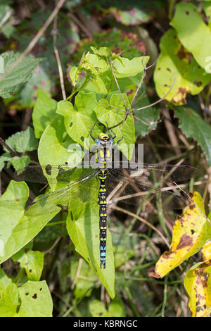 Southern hawker dragon fly resting on vegetetion along a canal at Loxwood UK. Large dragonfly mainly yellow green with some blue has four stiff wings Stock Photo
