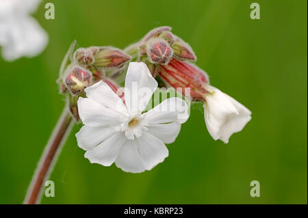 White Campion, North-Rhine Westphalia, Germany / (Melandrium album, Silene latifolia, Lychnis alba, Silene alba, Silene pratensis) Stock Photo