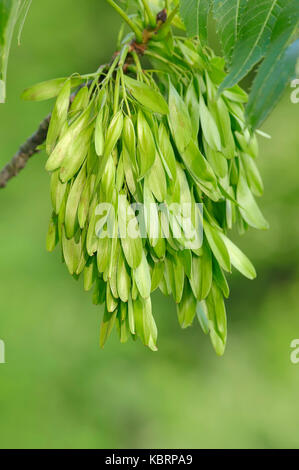 Common Ash, fruits, North Rhine-Westphalia, Germany / (Fraxinus ...