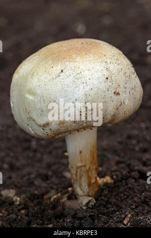 Horse Mushroom, North Rhine-Westphalia, Germany / (Agaricus arvensis) | Weisser Anischampignon, Nordrhein-Westfalen, Deutschland / (Agaricus arvensis) Stock Photo