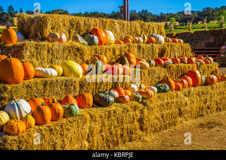 Halloween Pumpkins & Squash On Display Stock Photo