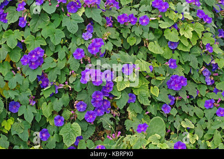 this is Ipomea indica, the Blue morning glory or Blue dawn flower, from the family Convolvulaceae Stock Photo