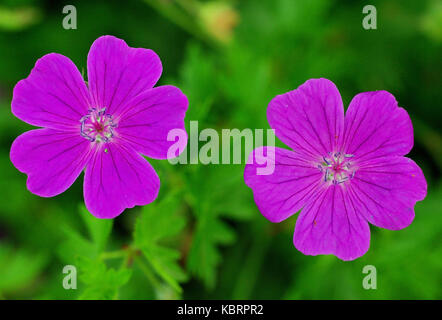 this is the wildflower Geranium columbinum, the Long-stalked crane's-bill or Dove's-foot, family Geraniaceae Stock Photo