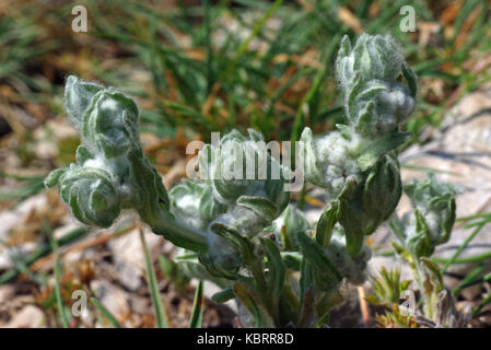 the plant Filago vulgaris, the Common  Cudweed, family Asteraceae Stock Photo