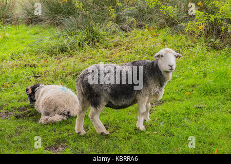 The hardy Cumbrian Herdwick sheep grazing in a field in the English Lake District National Park, England, UK Stock Photo