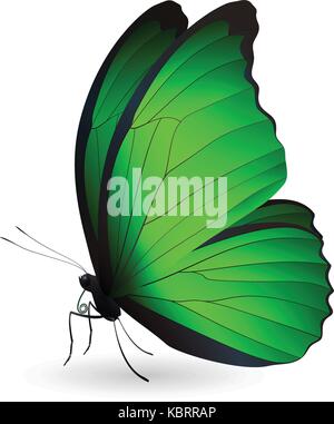 Beautiful butterfly isolated on a white background Stock Vector