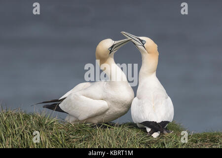 Gannets on Bempton Cliffs, springtime. Stock Photo