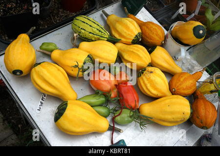 autumn garden produce Stock Photo