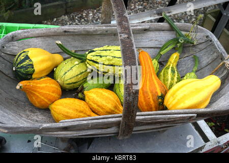 autumn garden produce Stock Photo