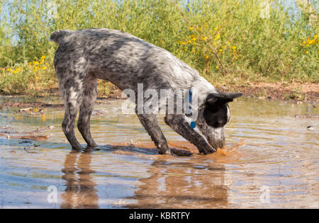 Black and white spotted dog splashing in a mud puddle Stock Photo