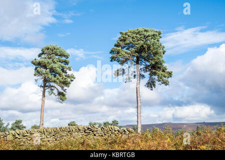 Two Scots Pine trees, Pinus sylvestris, in Autumn, against blue sky and clouds, Woodlands Valley, Derbyshire, Peak District, England, UK Stock Photo