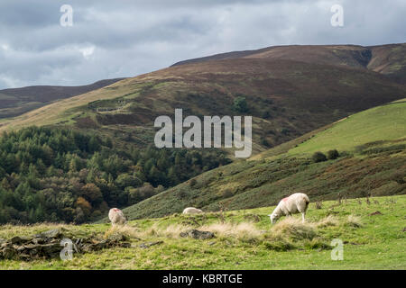 Sheep grazing in sunshine with dark clouds approaching, on the hills around Jaggers Clough, Derbyshire, Peak District National Park, England, UK Stock Photo