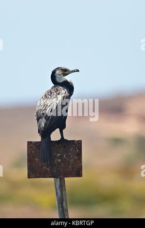 Great Cormorant (Phalacrocorax carbo maroccanus), perched on a post, the river estuary at Oualidia, Morocco. Stock Photo