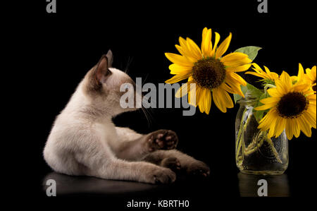 Siamese kitten about to swat at a sunflower, on black background Stock Photo