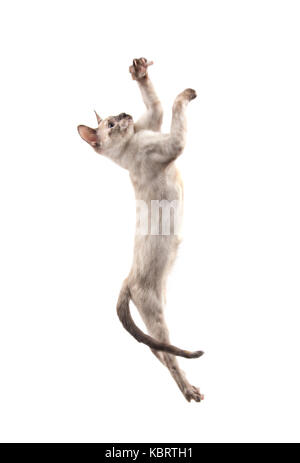 Siamese kitten leaping up high swatting with her paws, on white Stock Photo