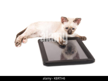 Adorable siamese kitten lying behind a tablet computer, on white Stock Photo